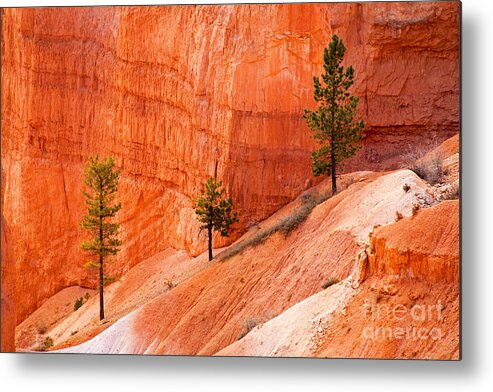 Bryce Canyon Metal Print featuring the photograph Sunrise Point Bryce Canyon National Park by Fred Stearns