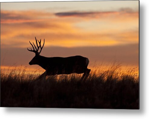 Mule Deer Metal Print featuring the photograph Sunrise Silhouette by D Robert Franz