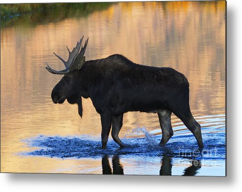 Bull Moose Metal Print featuring the photograph Sunrise Stroll by Mark Kiver