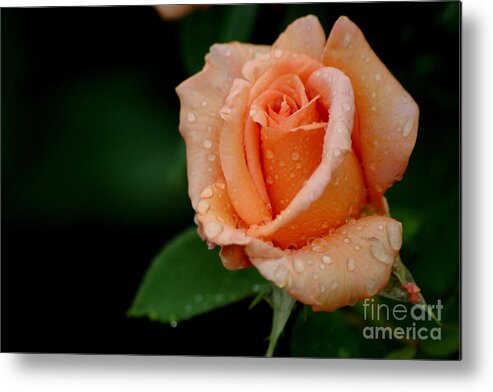 Roses Metal Print featuring the photograph Sunset Celebration by Living Color Photography Lorraine Lynch
