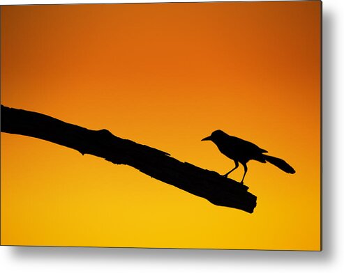 Florida Metal Print featuring the photograph Sunset Grackle Silhouette by Andres Leon