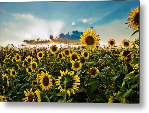 Blue Metal Print featuring the photograph Sunset Sunflowers by Robert FERD Frank