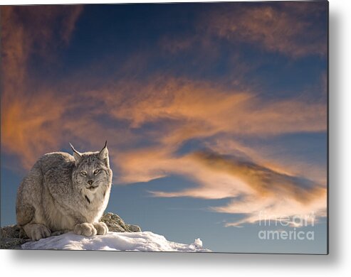 Canadian Lynx Metal Print featuring the photograph Sunset Warmth by Wildlife Fine Art