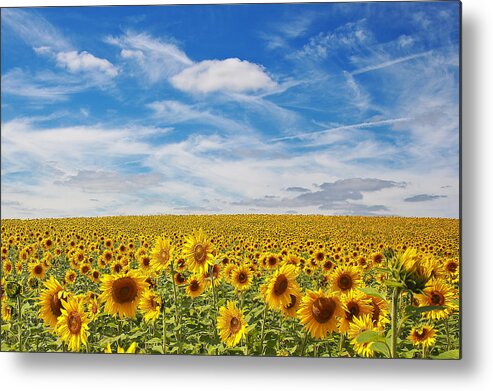 Sunflower Metal Print featuring the photograph Sunshine of the Heart-- Wide Open Sky in The Mind-- Limitless the days by SCB Captures
