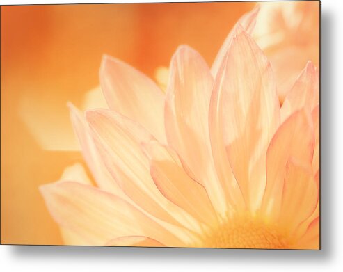 Flower Metal Print featuring the photograph Sunshine by Scott Norris