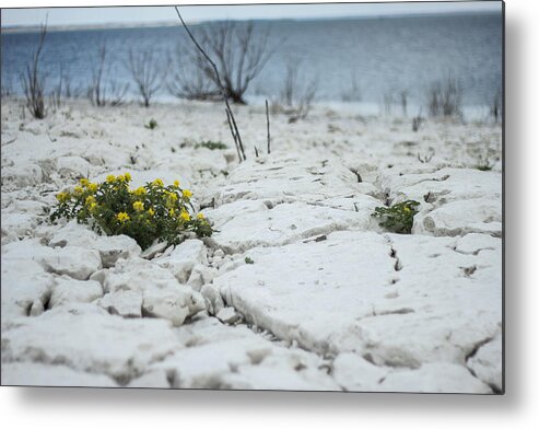 Flowers Metal Print featuring the photograph Survival by Amber Kresge