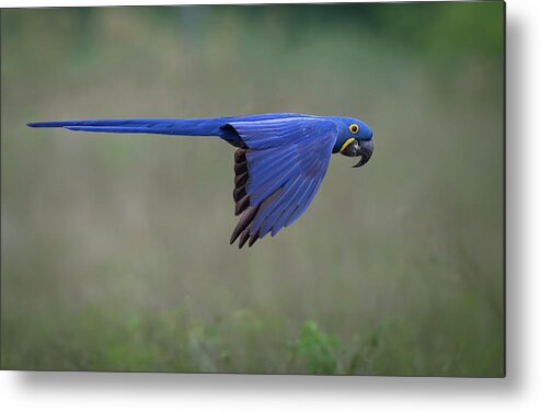 Wildlife Metal Print featuring the photograph Suspended by Greg Barsh