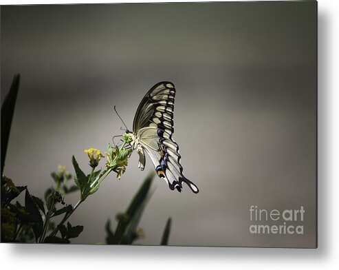 Butterfly Metal Print featuring the photograph Swallowtail Butterfly 2014 by Linda Ebarb