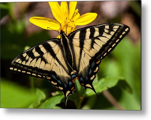 Swallowtail Metal Print featuring the photograph Swallowtail Butterfly by Jack Bell