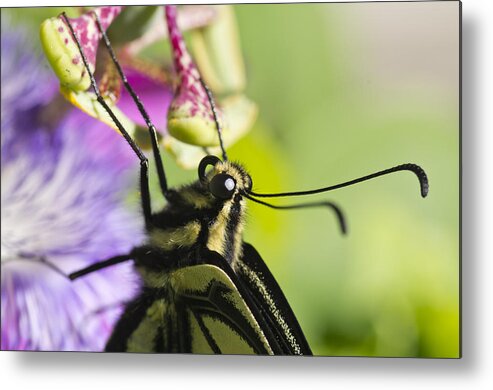 Swallowtail Butterfly Metal Print featuring the photograph Swallowtail Butterfly by Priya Ghose