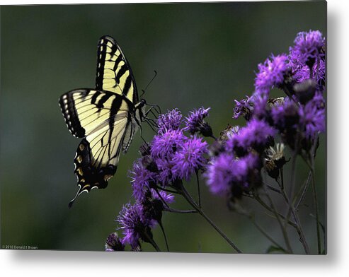 Blue Ridge Moumtains Metal Print featuring the photograph Swallowtail on Purple by Donald Brown