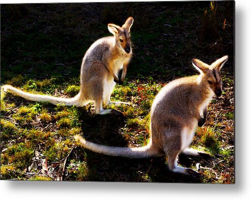 #wallaby Metal Print featuring the photograph Red-necked Wallabies by Miroslava Jurcik