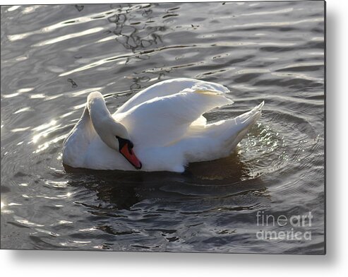 Bird Swan Lake Waterfront Sunshine Norway Scandinavia Europe Outdoors Nature Metal Print featuring the photograph Swan by the Lake # 2 by Jeanette Rode Dybdahl