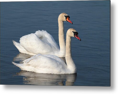 Swan Metal Print featuring the photograph Swan by Chris Smith