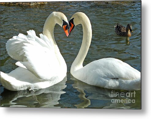 Nature Metal Print featuring the photograph Swans At City Park by Olivia Hardwicke