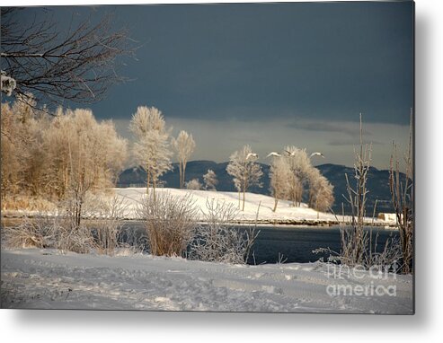 Swans Metal Print featuring the photograph Swans on a Frosty Day by Randi Grace Nilsberg