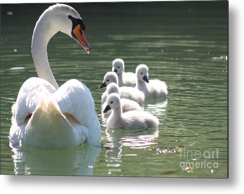 Rogerio Mariani Metal Print featuring the photograph Swans by Rogerio Mariani