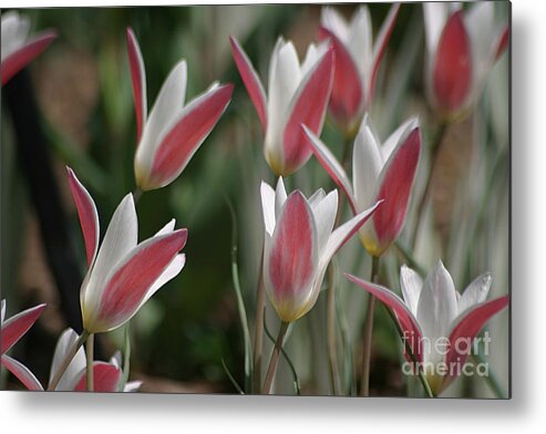 Tulips Metal Print featuring the photograph Swaying To The Music by Living Color Photography Lorraine Lynch