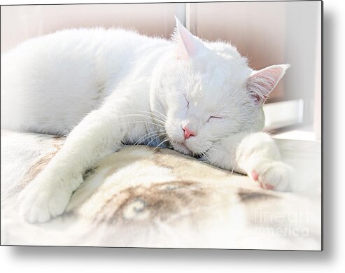 Andee Design Cats Metal Print featuring the photograph Sweet Dreams by Andee Design