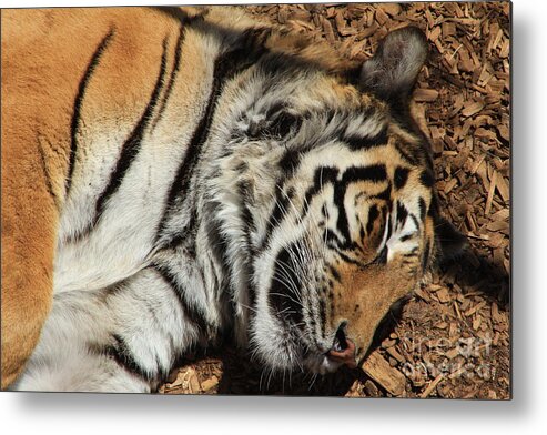 Tiger Metal Print featuring the photograph Sweet Dreams by Fiona Kennard