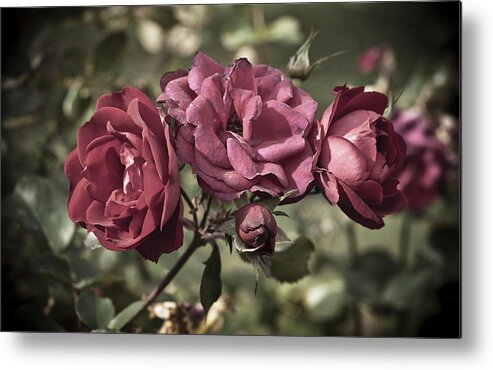 Bloom Metal Print featuring the photograph Sweetly Pink by Christi Kraft