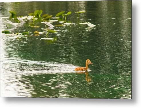 susan Molnar Metal Print featuring the photograph Swimming Baby Sandhill by Susan Molnar