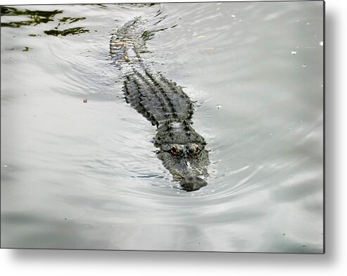 Florida Metal Print featuring the photograph Swimming Gator by Anthony Jones