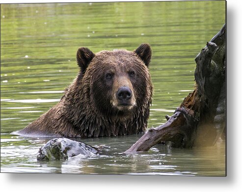 Alaska Metal Print featuring the photograph Swimming Grizzly by Saya Studios