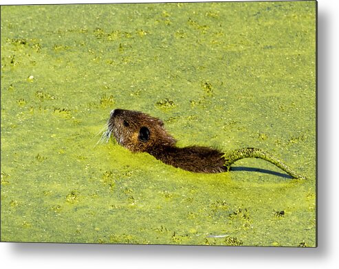 Muskrat Metal Print featuring the photograph Swimming in Pea Soup - Baby Muskrat by Belinda Greb