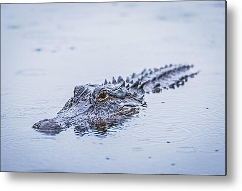 Alligator Metal Print featuring the photograph Swimming on a Rainy Day - Alligator Photograph by Duane Miller