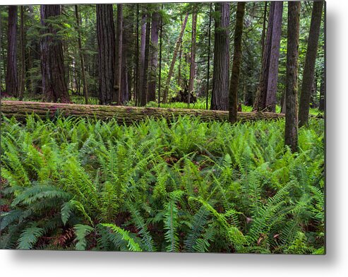 Botany Metal Print featuring the photograph Sword Ferns in Macmillan Provincial Park by Michael Russell