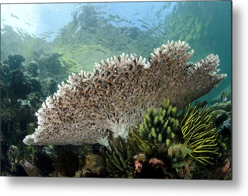 Flpa Metal Print featuring the photograph Table Coral In Horseshoe Bay Indonesia by Colin Marshall