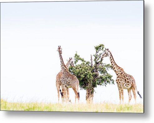 Africa Metal Print featuring the photograph Table For Three - Color by Mike Gaudaur