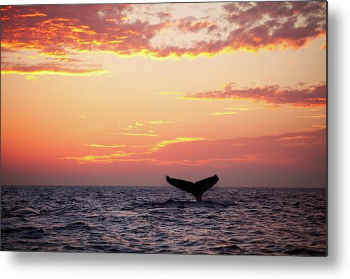 Diving Into Water Metal Print featuring the photograph Tail Fin From Diving Humpback Whale At by Clumpner