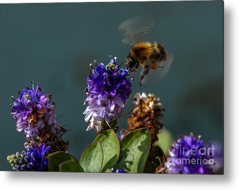 Eating Finish Metal Print featuring the photograph Take off by Jorgen Norgaard