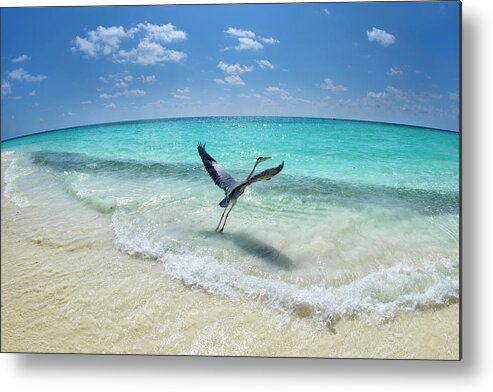 Bird Metal Print featuring the photograph Take-off by Roberto Marchegiani