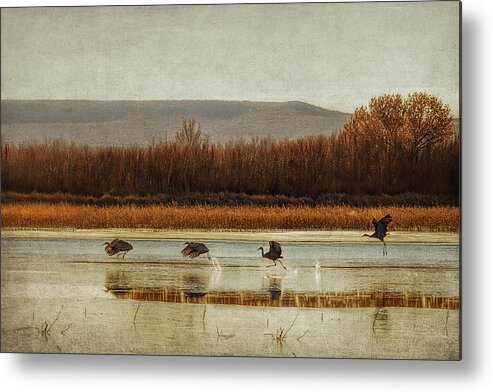  Akeoff Of The Cranes Metal Print featuring the photograph Takeoff of the Cranes by Priscilla Burgers