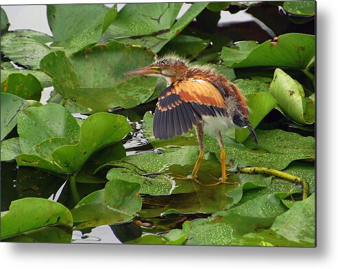 Least Bittern Metal Print featuring the photograph Taking a Stroll by Leda Robertson