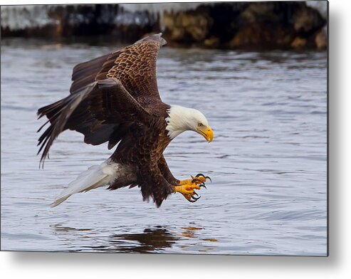 2011 Metal Print featuring the photograph Talons Out by Todd Ryburn
