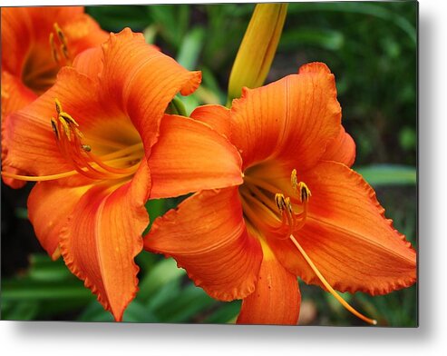 Flora Metal Print featuring the photograph Tangerine Lush Daylily 2 by Bruce Bley
