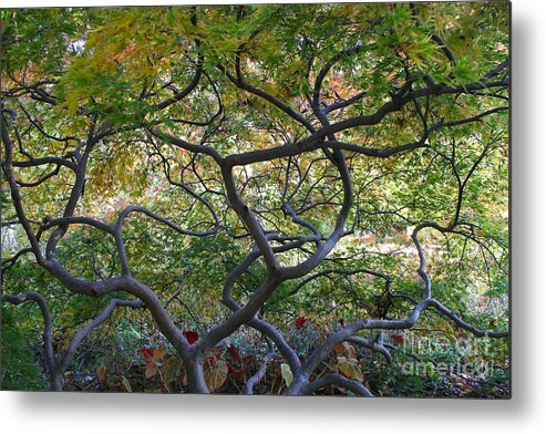 Landscape Metal Print featuring the photograph Tangled Web by Geri Glavis
