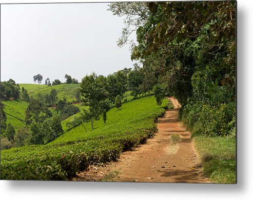 Kenya Metal Print featuring the photograph Tea Plantation In Kenya by Simplycreativephotography