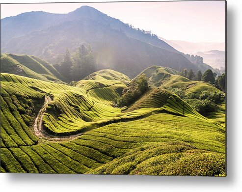 Scenics Metal Print featuring the photograph Tea Plantation In Malaysia by John Harper