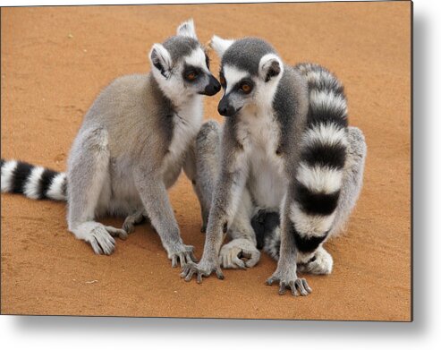 Africa Metal Print featuring the photograph Telling Secrets by Michele Burgess