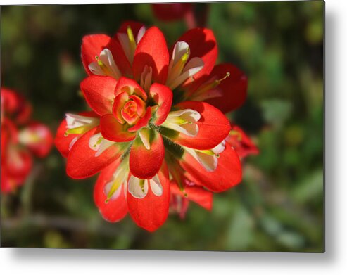 Texas Hill Country Metal Print featuring the photograph Texas Paintbrush by Lynn Bauer