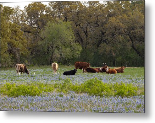 Lupinus Texensis Metal Print featuring the photograph Texas Roadside Wildflowers 681 by Melinda Ledsome