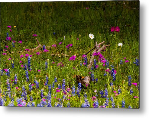 Lupinus Texensis Metal Print featuring the photograph Texas Roadside Wildflowers 742 by Melinda Ledsome