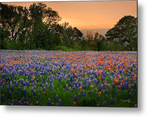 Bluebonnets Metal Print featuring the photograph Texas Sunset - Bluebonnet Landscape Wildflowers by Jon Holiday