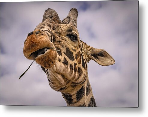 Africa Metal Print featuring the photograph Thank You by Mark Myhaver