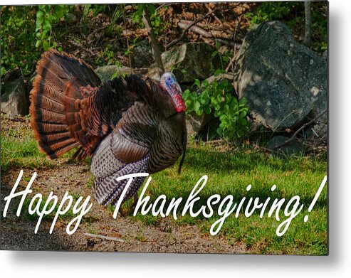 Wild Turkey (meleagris Gallopavo) Metal Print featuring the photograph Thanksgiving Turkey by Jeff Folger